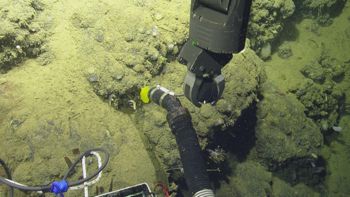 Media type: image;   Invertebrate Zoology 153114 Description: live specimen;
